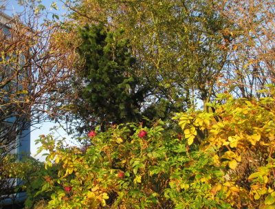 Colours in Reykjavk