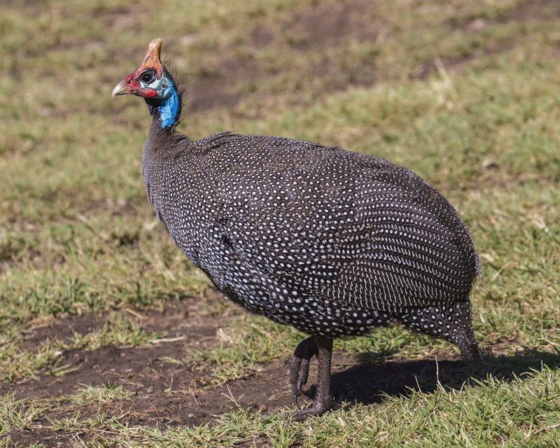Helmeted_Guineafowl.jpg