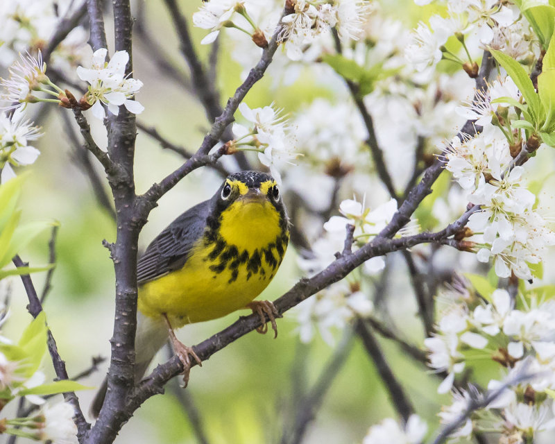 Canada_Warbler_in_flowers.jpg