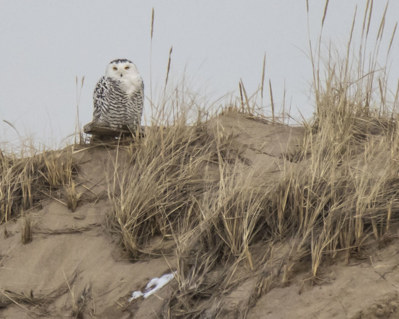 Snowy_Owl_on_sand_dune_at_dusk.jpg