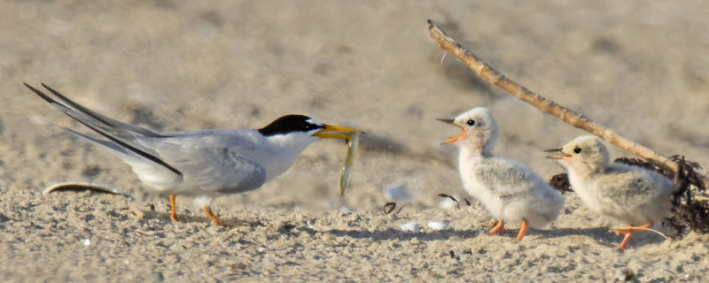 Least_Tern_dad_brings_fish_for_2_babies.jpg