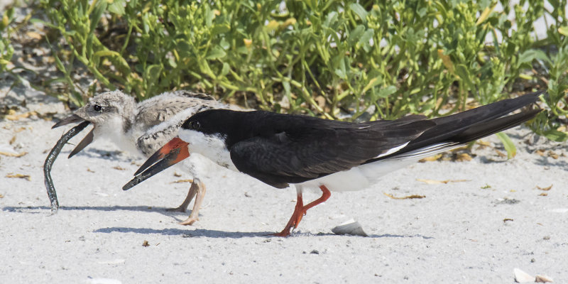 Skimmer_with_juvenile_trying_to_swallow_sand_eel.jpg