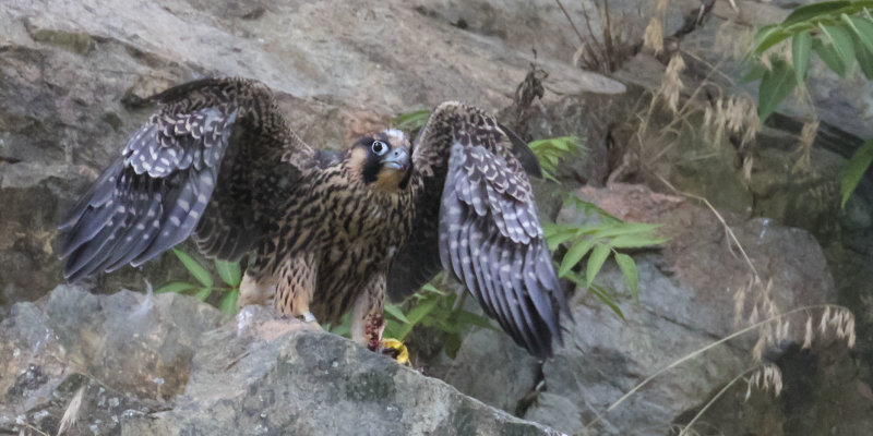 Juvenile Peregrine spreads wings eating prey