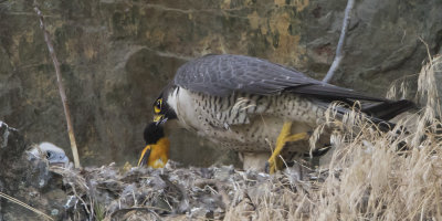 Peregrine_brings_oriole_prey_to_baby.jpg