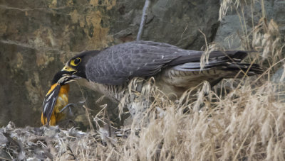 Peregrine_with_oriole_prey_at_nest.jpg