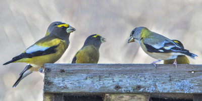 Evening_Grosbeaks_on_feeder.jpg