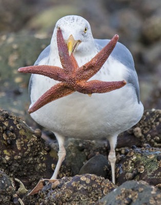 Seagull_with_starfish.jpg