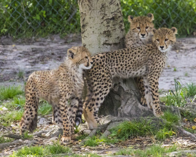 cheetah_and_cubs