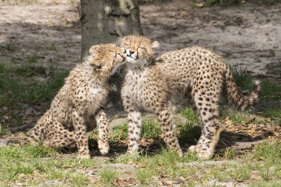 Cheetah_cub_gives_sibling_a_kiss.jpg