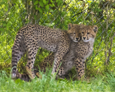Cheetah_cubs_cuddle.jpg