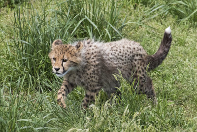 Cheetah_cub_stalks_in_grass.jpg