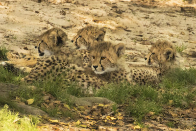 Cheetah_cubs_four_rest_in_grass.jpg