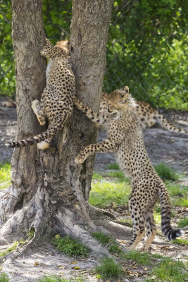 Cheetah_cub_jumps_at_one_in_tree.jpg