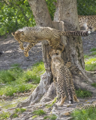Cheetah_cub_jumps_off_tree2nd_watches.jpg