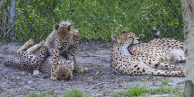 Cheetah_cubs_wrestle_mom_yawns.jpg