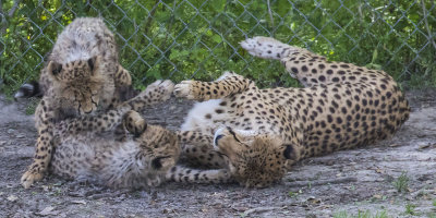 Cheetah_cubs_wrestle_with_mom.jpg