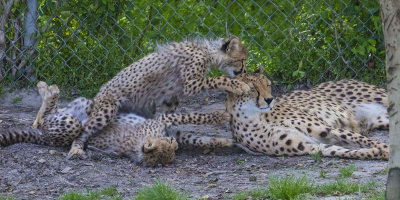 Cheetah_cubs_reach_for_mom.jpg