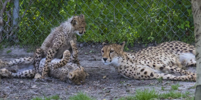 Cheetah_cubs_stop_wrestling_and_watch_mom.jpg