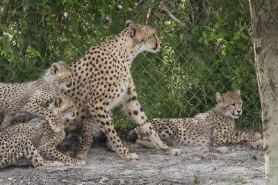 Cheetah_cubs_about_to_follow_mom.jpg