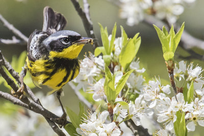 Magnolia_Warbler_with_bee_at_flowers.jpg