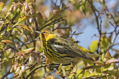 Cape_May_warbler_looks_up.jpg