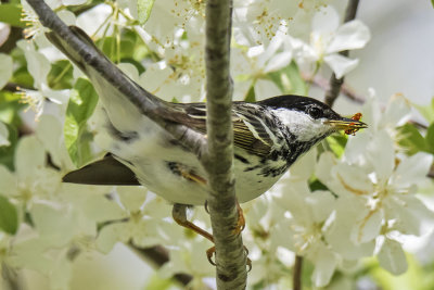 Blackpoll_warbler_with_red_insect.jpg