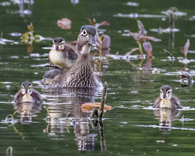 Wood_duck_with_3_ducklings_1_on_back.jpg
