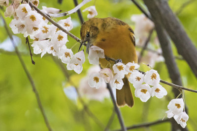 Orchard_Oriole_eating_on_cherry_tree.jpg