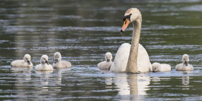 Swan_surrounded_by_cygnets.jpg