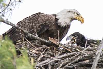 Eagle_baby_eats_fish_brought_by_parent.jpg