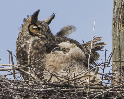 GHOwlet_looks_up_at_mom.jpg
