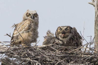 GHOwlets_and_mom_with_food.jpg