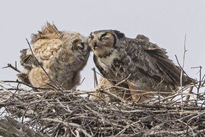 GHOwlet_leans_on_mom_with_food.jpg