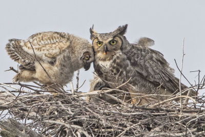GHOwlet_leans_on_mom2_with_food.jpg