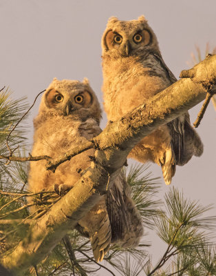 GHOwlets_staring_from_pine_at_dusk.jpg