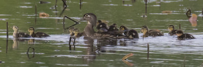 Wood_duck_with_babies_and_on_back3.jpg