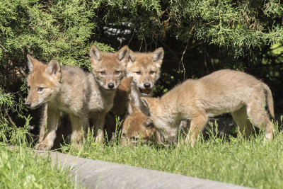 Coyote_Pups_coming_out_of_bushes.jpg