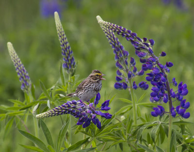 Savannah_Sparrow_sings_on_lupines.jpg