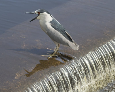 Blackcrowned_Night_Heron_calls_by_waterfall.jpg