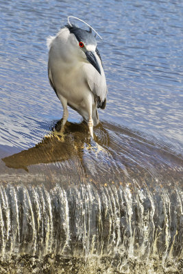 Blackcrowned_Night_Heron_stares_by_waterfall.jpg