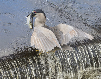 Blackcrowned_NHeron_catches_fish_by_waterfill.jpg