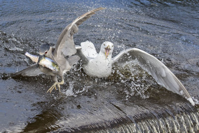 Seagull_tries_to_get_fish_from_BCNight_Heron.jpg