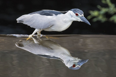 Blackcrowned_NHeron_with_reflection.jpg