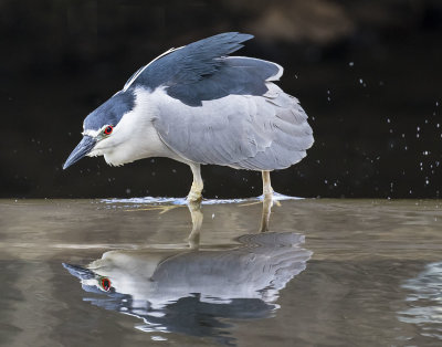 Blackcrowned_NHeron_with_reflection2.jpg