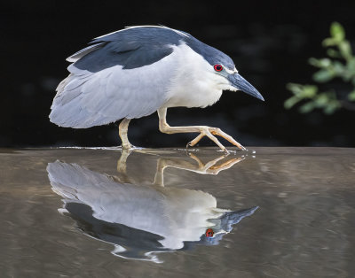 Blackcrowned_NHeron_stalks_with_reflection.jpg