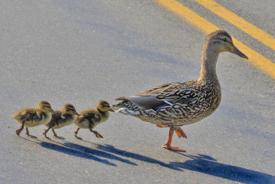 Mallard_crosses_road_with_ducklings.jpg