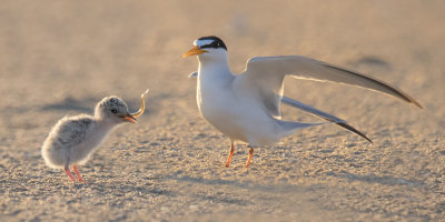 Least_Tern_baby_has_fish_from_dad.jpg