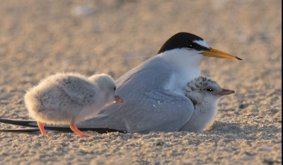 Least_Tern_cuddles_baby_as_2nd_approaches.jpg