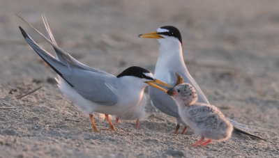 Least_Tern_baby_grabs_at_fish_from_dad.jpg
