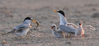 Least_Tern_excited_babies_as_dad_returns_with_fish.jpg